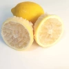 Hubrendy ÇER Limon Bonesi / 100 Adet / Bitki Çayı Bonesi