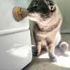 Hubrendy Emin Kedi Nanesi Oyun Topu