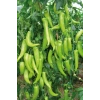 Hubrendy Tedarik Çarliston Biber Tohumu 10 Gr