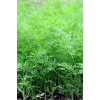 Hubrendy Tedarik Dere Otu Tohumu 10 Gr