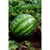 Hubrendy Tedarik Karpuz Tohumu 10 Gr