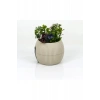 Hubrendy Tedarik Mercan Saksı 11.5x12 Cm 0.70 Lt