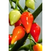 Hubrendy Tedarik Misket Biberiye Biber Tohumu 5 gr