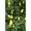 Hubrendy Tedarik Misket Biberiye Biber Tohumu 5 gr