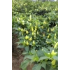 Hubrendy Tedarik Misket Biberiye Biber Tohumu 5 gr