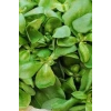 Hubrendy Tedarik Semizotu Tohumu 10 Gr