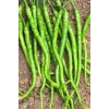 Hubrendy Tedarik Tatlı Kıl Biber Tohumu 10 Gr