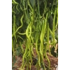 Hubrendy Tedarik Tatlı Kıl Biber Tohumu 10 Gr