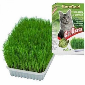 Cat Grass Kedi Çimi