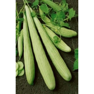 Hubrendy Tedarik Acur Tohumu 10 Gr
