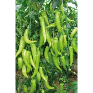 Hubrendy Tedarik Çarliston Biber Tohumu 10 Gr