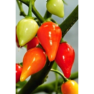 Hubrendy Tedarik Misket Biberiye Biber Tohumu 5 gr