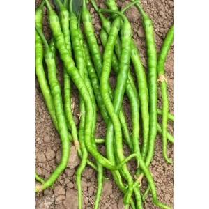 Hubrendy Tedarik Tatlı Kıl Biber Tohumu 10 Gr