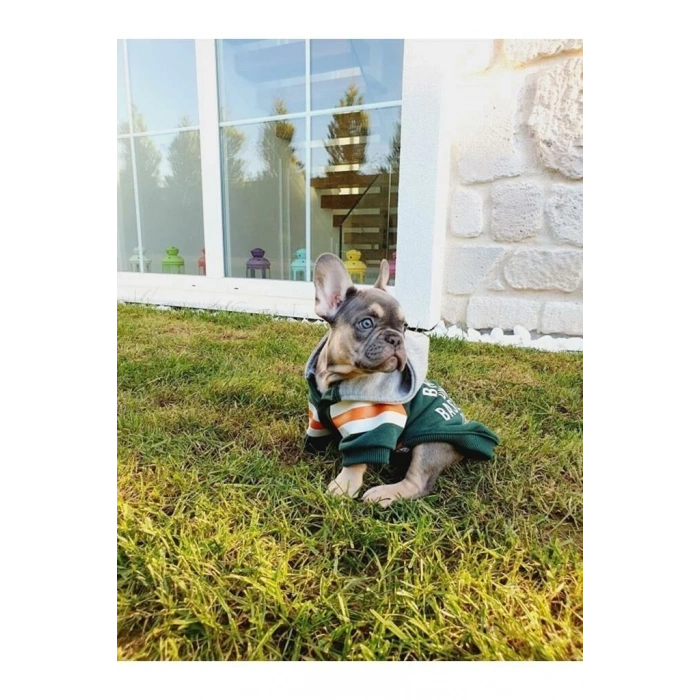 Baseball Hoodie Yeşil Köpek Kıyafeti