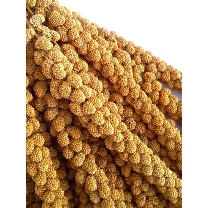 Jungle Doğal Dal Darı