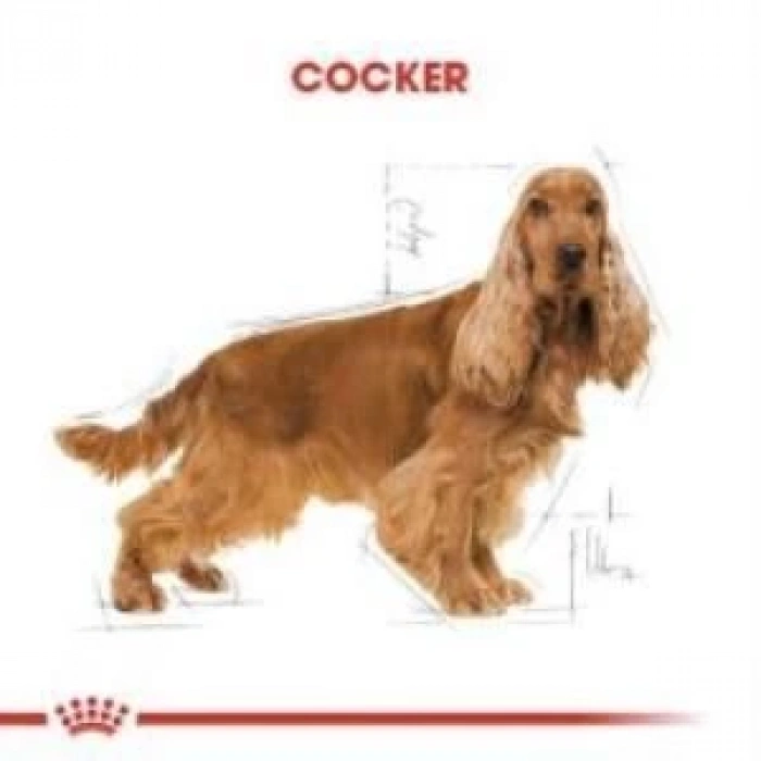 Royal Canin Cocker Yetişkin Köpek Maması 3 kg + 2 Adet Yaş Mama Hediye