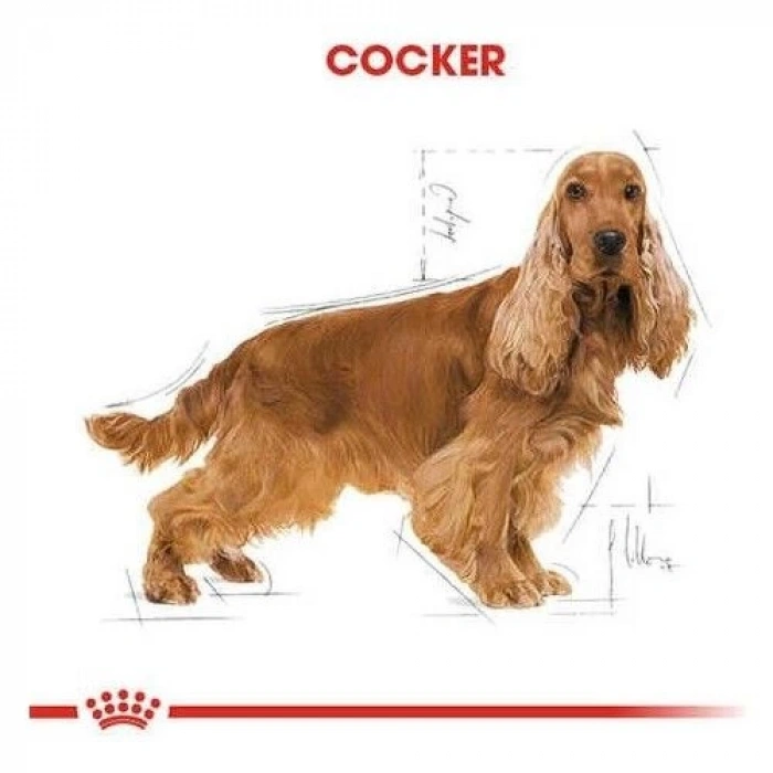 Royal Canin Cocker Yetişkin Köpek Maması 3 kg