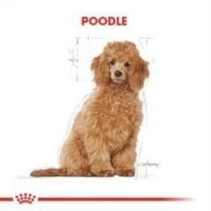 Royal Canin Poodle Puppy Köpek Maması 3 Kg + 2 Adet Yaş Mama Hediye