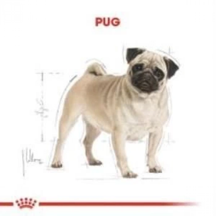Royal Canin Pug  Irkı Özel Köpek Maması 1,5 kg + 2 Adet Yaş Mama Hediye