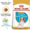 Royal Canin Cavalier King Charles Yavru köpek Maması 1,5 kg + 2 Adet Yaş Mama Hediye
