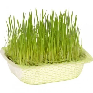 Quik Doğal Kedi Çimi