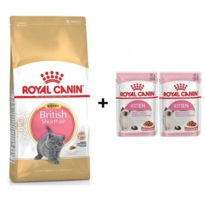 Royal Canin Kitten British Shorthair Yavru Kedi Maması 2 kg + 2 Adet Yaş Mama Hediye