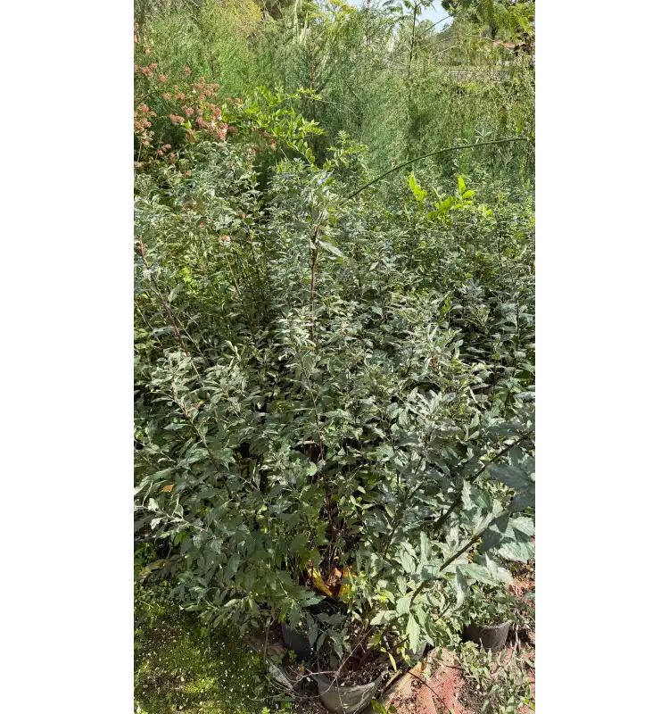 Mersin Bitkisi (Myrtus communis)