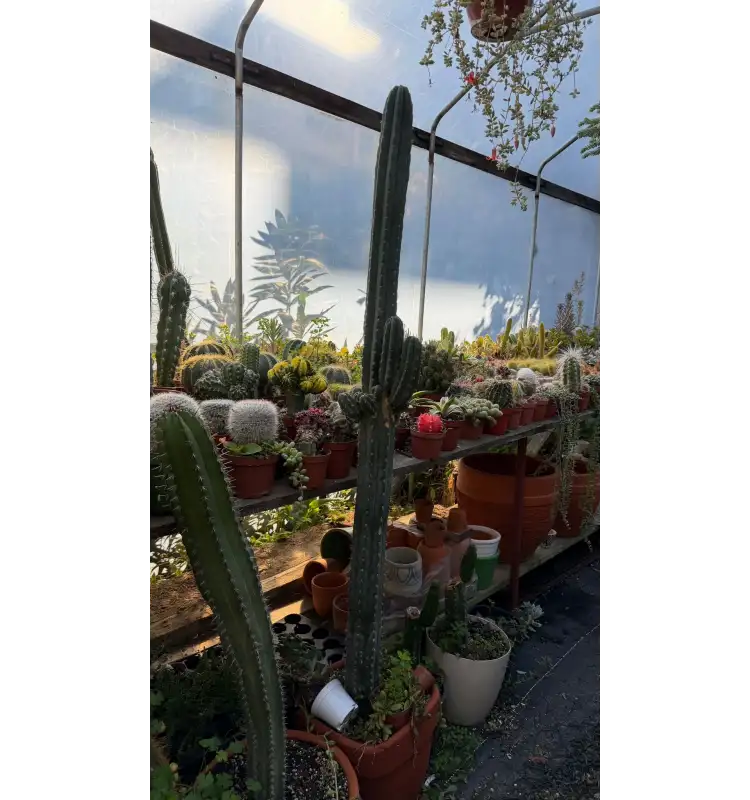 Pachycereus marginatus  (Meksika Çit Kaktüsü)