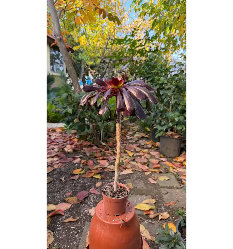 Aeonium arboreum ‘Zwartkop’ (Black Rose Aeonium)