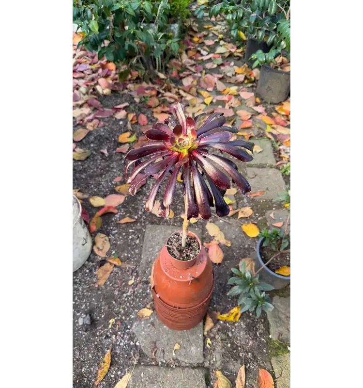 Aeonium arboreum ‘Zwartkop’ (Black Rose Aeonium)