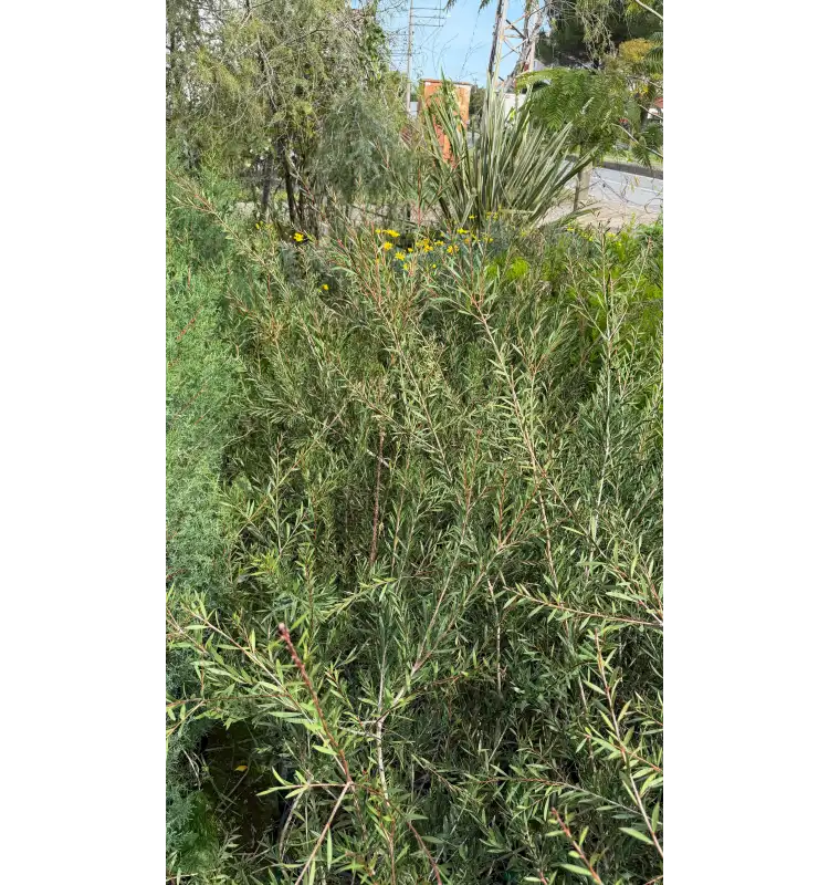 Fırça Çalısı (Callistemon citrinus / Melaleuca citrina)