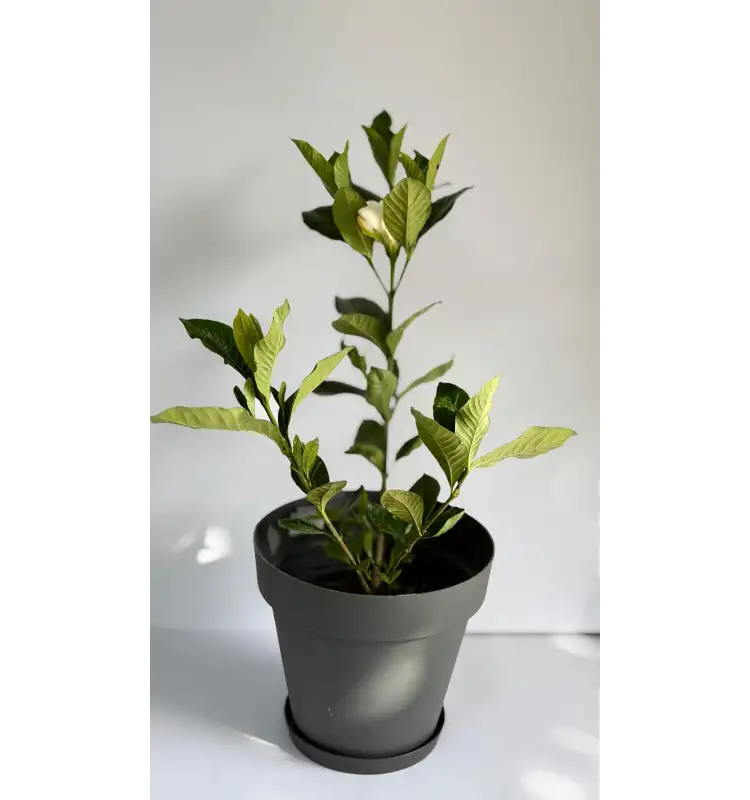 Gardenya (Gardenia jasminoides)