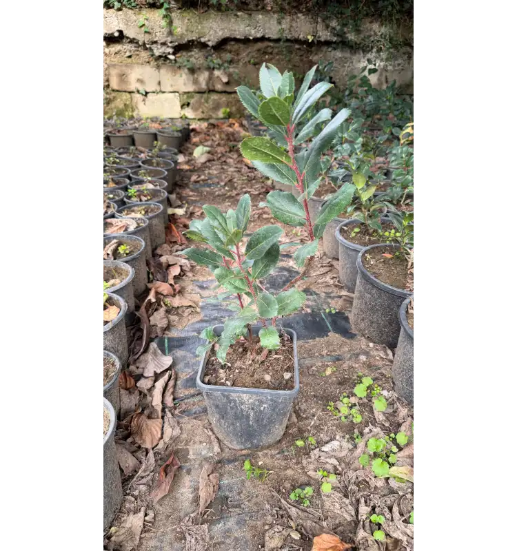 Kocayemiş (Arbutus unedo)