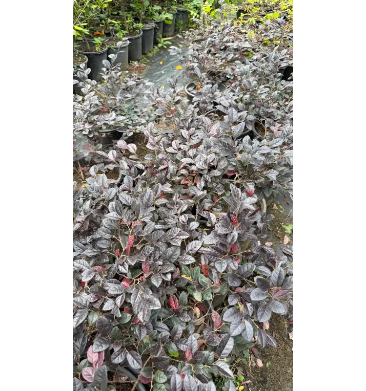 Rüya Çalısı (Loropetalum chinense)