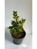 Gold Taflan (Euonymus Japonica Aurea)