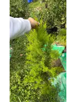 Limon Servi (Cupressus macrocarpa)