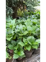 Ortanca İthal (Hydrangea macrophylla)