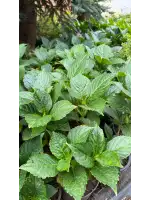 Ortanca İthal (Hydrangea macrophylla)