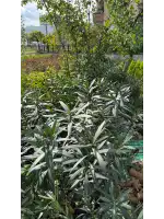 Zakkum (Nerium oleander)