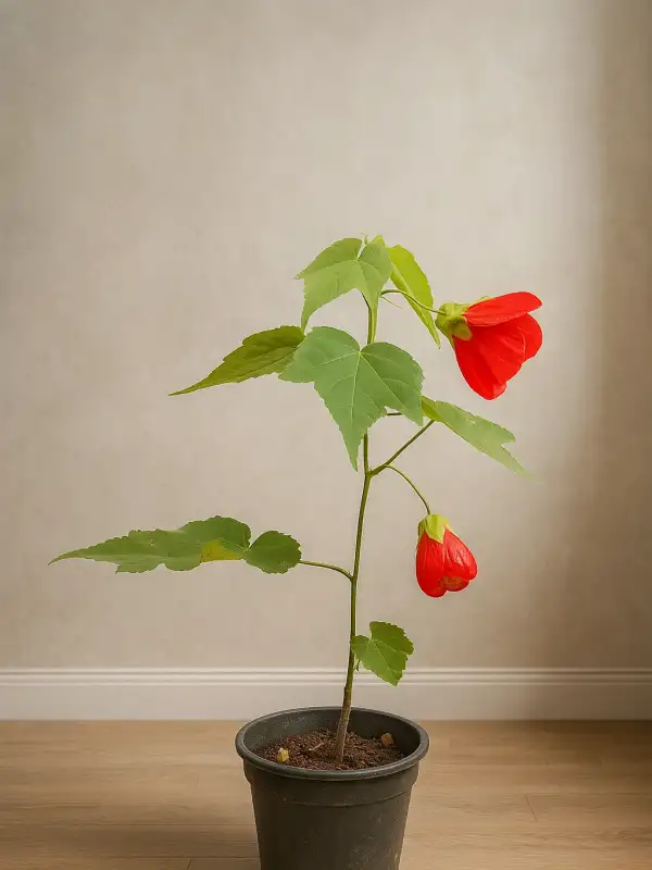 Ağaç Küpesi (Abutilon × hybridum)