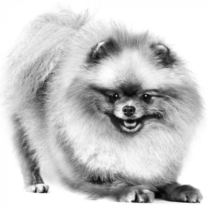 Royal Canın Bhn Pomeranın 1,5K