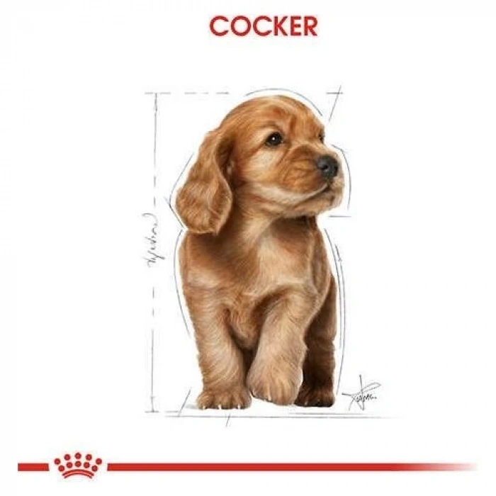 Royal Canin Cocker Junior Yavru Köpek Maması 3 Kg
