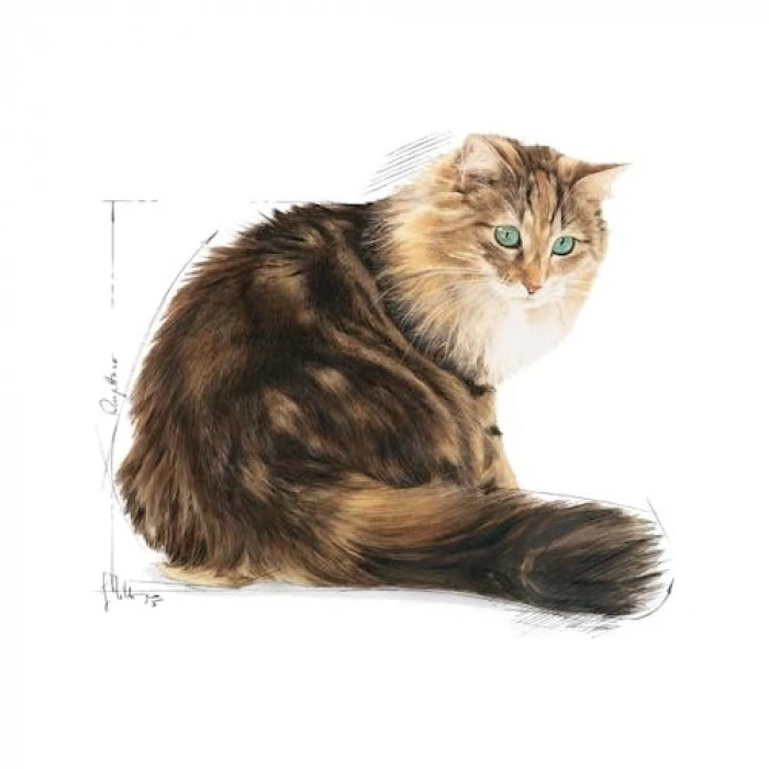 Royal Canin Fhn Ageing +12 Kedi Maması - 2 Kg