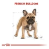Royal Canin French Bulldog Adult Yetişkin Köpek Maması 3 Kg