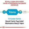 Royal Canin Pug 25 Pug Junior Yavru Köpek Maması 1,5 Kg