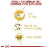 Royal Canin British Shorthair Yetişkin Kedi Maması 4 Kg