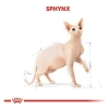 Royal Canin Tüysüz Sphynx Cinsi Yetişkin Kedi Maması 2 Kg
