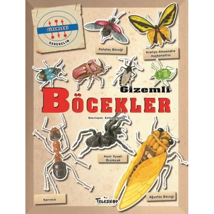Gizemleri Öğrenelim -  Böcekler