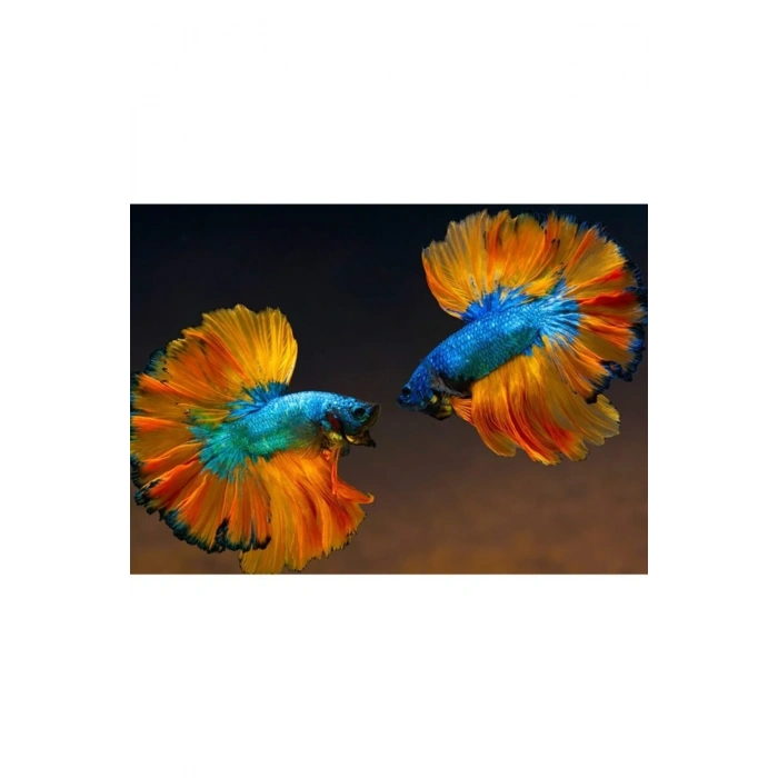 USLUCAN ALIŞVERİŞ Beta Balıkları Canvas Tablo (50x70)