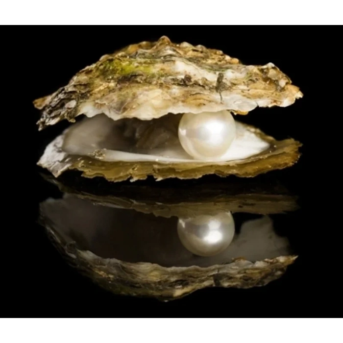 USLUCAN ALIŞVERİŞ İstiridye Kabuğunda Gerçek İnci Kolye